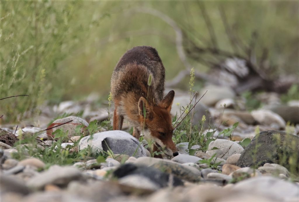 Occhioni e la legge della natura